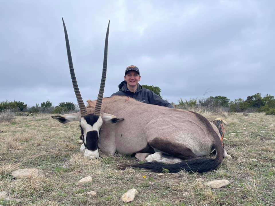 Gemsbok Gemsbok